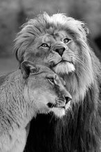 Load image into Gallery viewer, African Wild Lions Lover