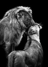 Charger l'image dans la galerie, Lion noir et blanc et lionne et petit
