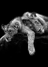 Charger l'image dans la galerie, Lion noir et blanc et lionne et petit
