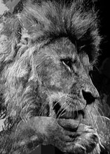 Charger l'image dans la galerie, Lion noir et blanc et lionne et petit
