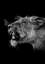 Charger l'image dans la galerie, Lion noir et blanc et lionne et petit
